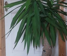 yucca