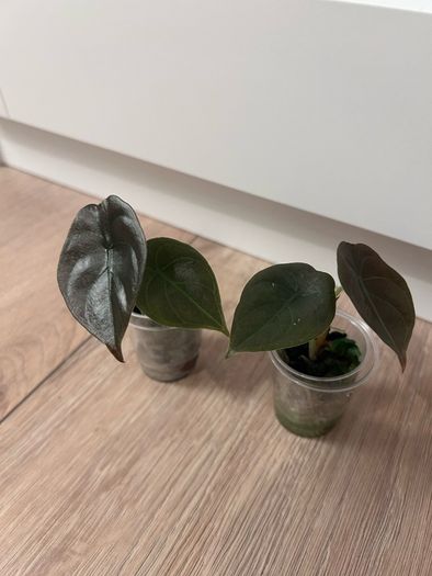 ALOCASIA cuprea 2 leaf pups