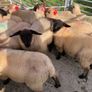 Ewe Lambs Suffock Image 4