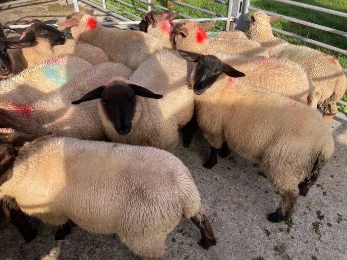 Ewe Lambs Suffock