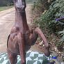 2 X Magnificent 19th Century Italian 2 Foot Leather Horses Image 8
