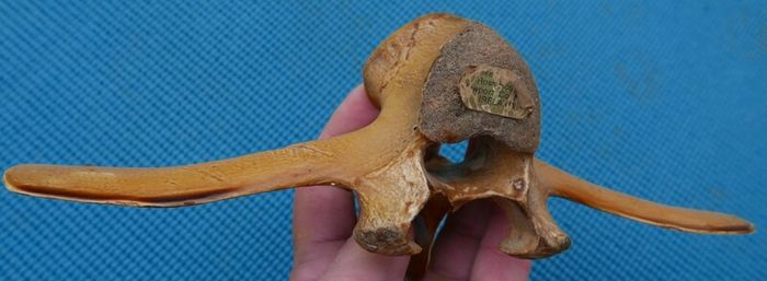 Vintage Bone