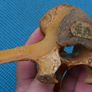 Vintage Bone Image 10