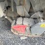 Wirtgen w 100 F Image 4
