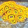 Corals Image 7