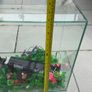 Complete 40L Aquarium Bundle + Wall-Mount Tank & Accessories Image 6