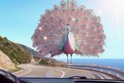 Peacock Decoration