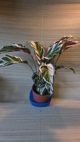 plants