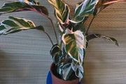 plants