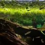 Salvinia Auriculata floating plant (aka Salvinia Natans Mini) Image 2