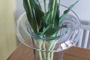 Tall Glass Vase