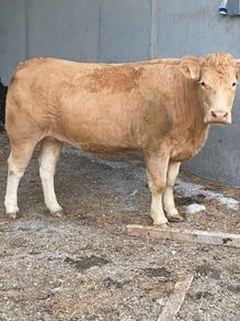 7 organic incalf heifers