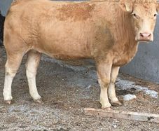 7 organic incalf heifers