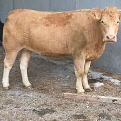 7 organic incalf heifers