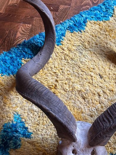 Kudu skull/horn