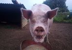 In pig sow