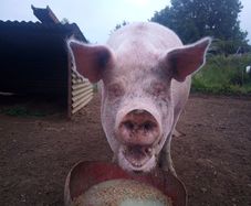 In pig sow