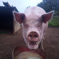 In pig sow