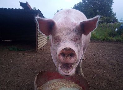 In pig sow