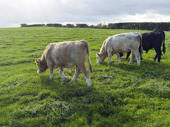Cattle
