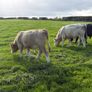 Cattle Image 2