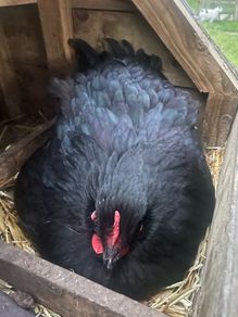 3 black Orpington hens 1 blue Orpington hen