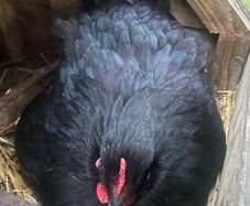 3 black Orpington hens 1 blue Orpington hen