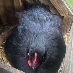 3 black Orpington hens 1 blue Orpington hen