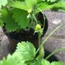 10 pineberries  plants - white strawberries Image 4