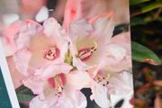 Rhododendron Plants