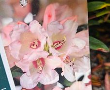 Rhododendron Plants