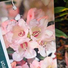 Rhododendron Plants