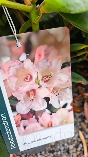 Rhododendron Plants