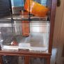 Two gerbil tanks Image 4