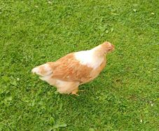 Roosters (FREE)