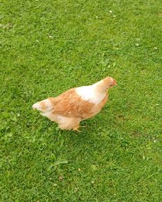Roosters (FREE)