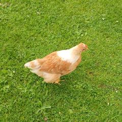 Roosters (FREE)