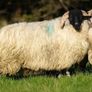 Perth / Scotch Blackface Ram Lambs Image 3