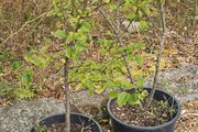 Plum trees