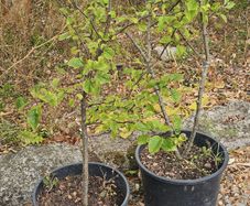 Plum trees
