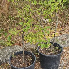 Plum trees
