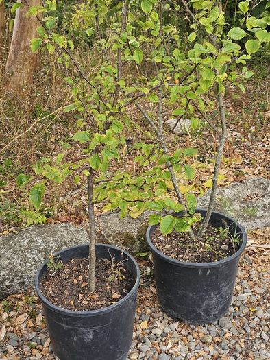 Plum trees