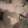 Big Unicorn Soft Plush Image 2