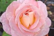 Pink/Yellow Rose