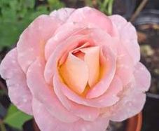 Pink/Yellow Rose