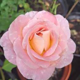 Pink/Yellow Rose