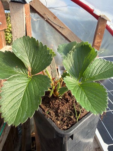 Strawberries
