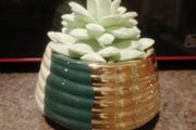 faux succulent plant in ceramic pot