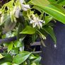Established 210cm evergreen trachelospermum star fragrant flower jasmine in large rattan planter with trellis Image 2