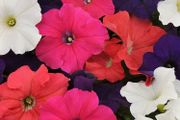 Trailing Basket Plants
